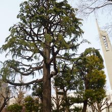 雄大なヒマラヤスギの大木