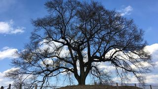 八ヶ岳をバックに