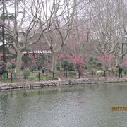 魯迅公園内にある梅園の梅の花が住民の目を楽しませています。