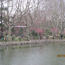 池の畔の梅園