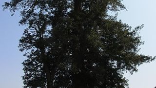 東京都の天然記念物に指定されています。