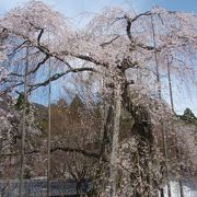 徳源院にエドヒガンサクラを見に行きました