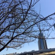 隅田公園の桜、ちょっとまだ早し【当日速報】