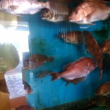 生け簀の鯛です