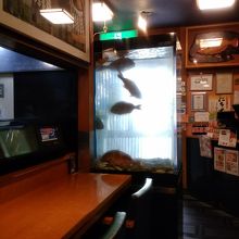 カウンターから生け簀が見える