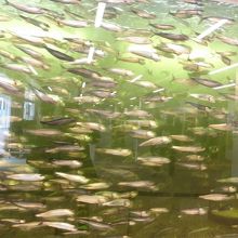 店内の水槽に真鰯の大群が泳いでいます