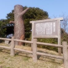 伐採された松です