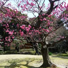　ピンク強く背丈も高い「淋子梅」（紅梅）