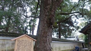 天然記念物の指定を受けているようです