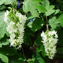 紫陽花が見頃でした