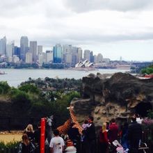 キリンとオペラハウス