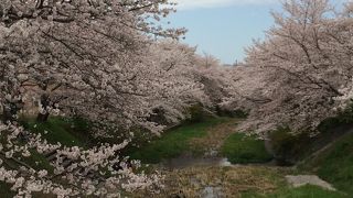 京都府南部、案外穴場的な桜の名所！
