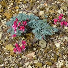 高山植物公園のコマクサの花