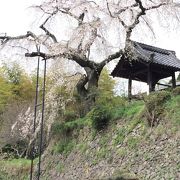 鄙びたお寺の樹齢３００年近いしだれ桜。