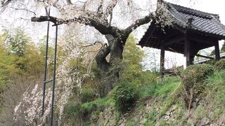 鄙びたお寺の樹齢３００年近いしだれ桜。