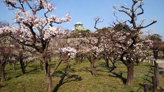 梅の花香る大阪城