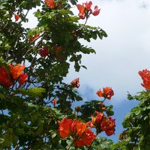 　南国の花々も咲き乱れ