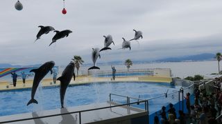 海の仲間たちがたくさん！