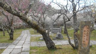 梅の花が満開できれいでした