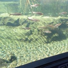 琵琶湖にすむさかな