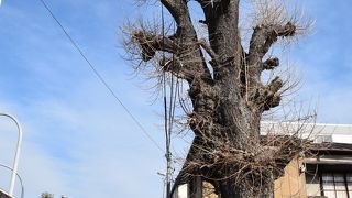 大銀杏だけが残されています