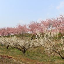 ピンクの河津桜と白い梅の花