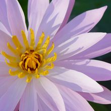 お店の敷地内に、こんなにキレイに咲いていました