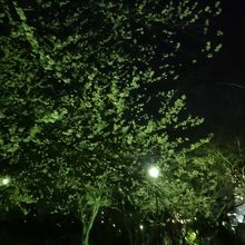 見事な夜桜
