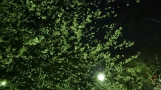 早咲き夜桜
