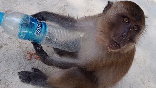 絶対にお猿さんと目を合わせてはダメ！