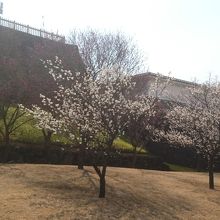 梅が咲いていました。