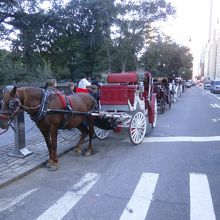 セントラルパーク内を巡る馬車もあります。