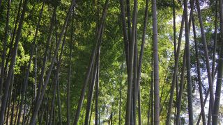 孟宗竹のはじまり