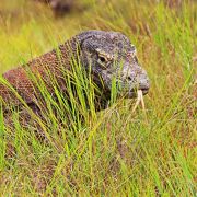 【恐竜の生き残りを探す旅】は、バリ島からの日帰り旅で十分！？／コモド国立公園