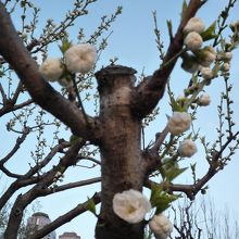 桃の花もきれい