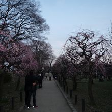 通路は整備されています