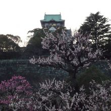 大阪城天守閣と梅林