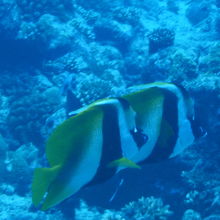 オニハタタテダイ