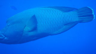 天然の水族館のようでした