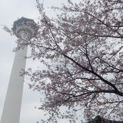 リノベーション中ですが、公園の桜は美しかった