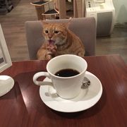 大学のまちの猫カフェ