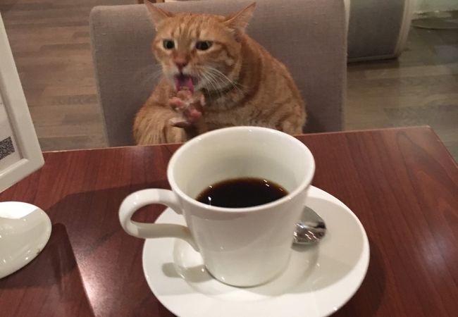 大学のまちの猫カフェ