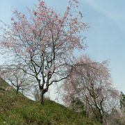 長い期間にわたって様々な桜を楽しむことができるスポットです