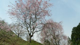 長い期間にわたって様々な桜を楽しむことができるスポットです
