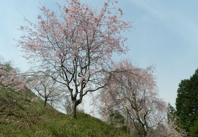 長い期間にわたって様々な桜を楽しむことができるスポットです