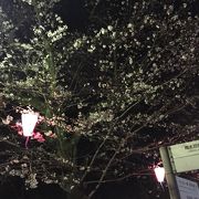 お花見の名所である大宮公園家の最寄り駅です。今年も花見が始まりました。