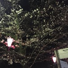 大宮公園の夜桜