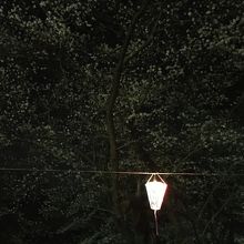 大宮公園の夜桜