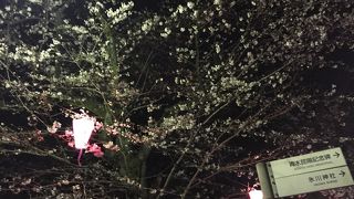 お花見の名所である大宮公園家の最寄り駅です。今年も花見が始まりました。