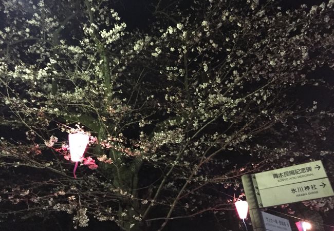 お花見の名所である大宮公園家の最寄り駅です。今年も花見が始まりました。